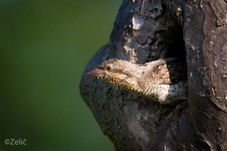 16 foto Sebastjan Zelič